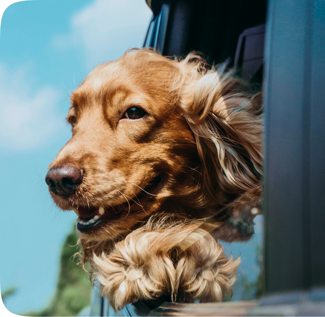 Marketing for pet-focused businesses including those in the animal health industry.