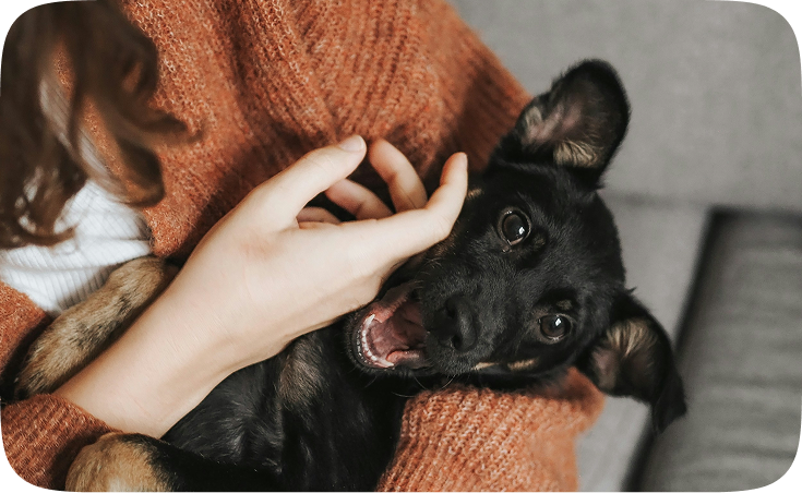 A woman petting a happy black dog. A woman petting a happy black dog.