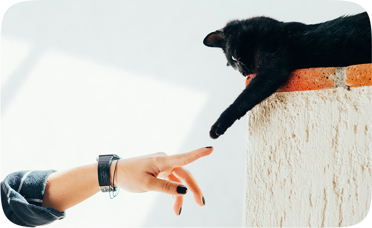 A black cat playing with a human hand.