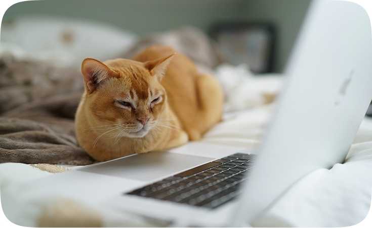 A ginger cat sitting next to a laptop. A ginger cat sitting next to a laptop.
