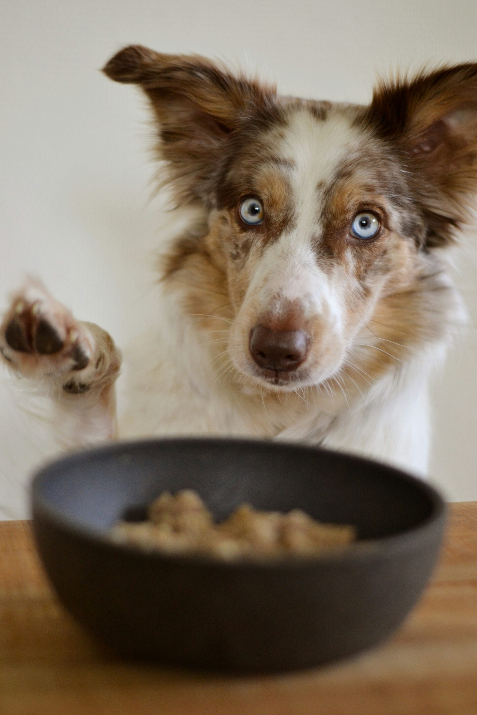 Clever Animal Marketing ethics and values