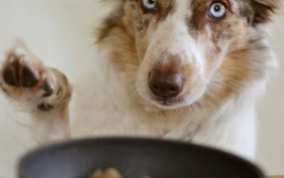 Marketing with a Conscience: Our Values at Clever Animal Marketing