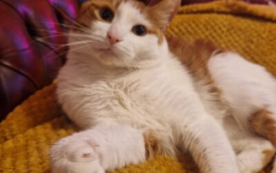 How Pets Help with Mental Health