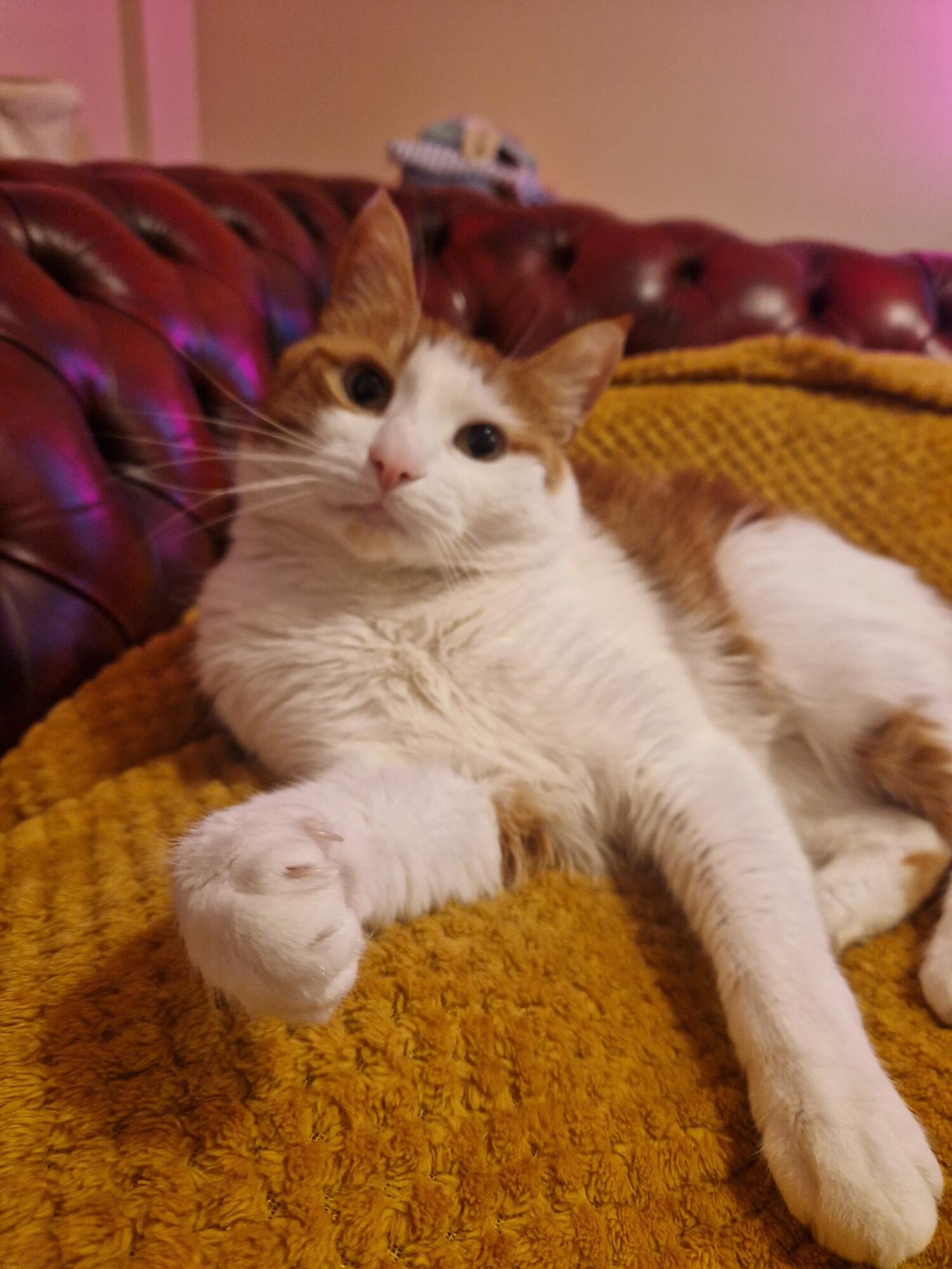 Morty the mascot of Clever Animal Marketing