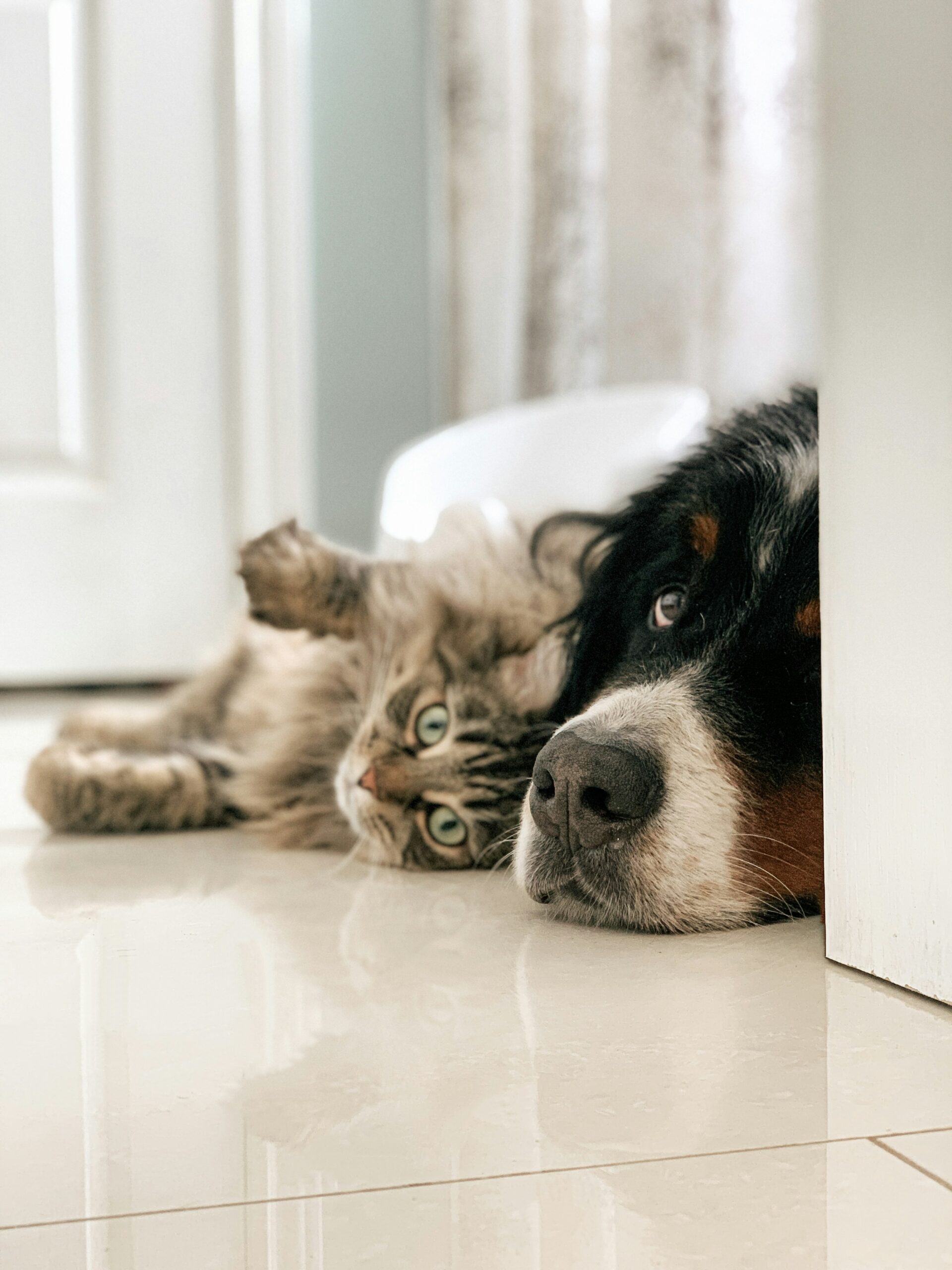 Cost of Living Crisis Is Impacting Pet Owners - What Your Pet Business Can Do About It