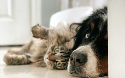 Cost of Living Crisis: Challenges & Solutions for Pet Businesses