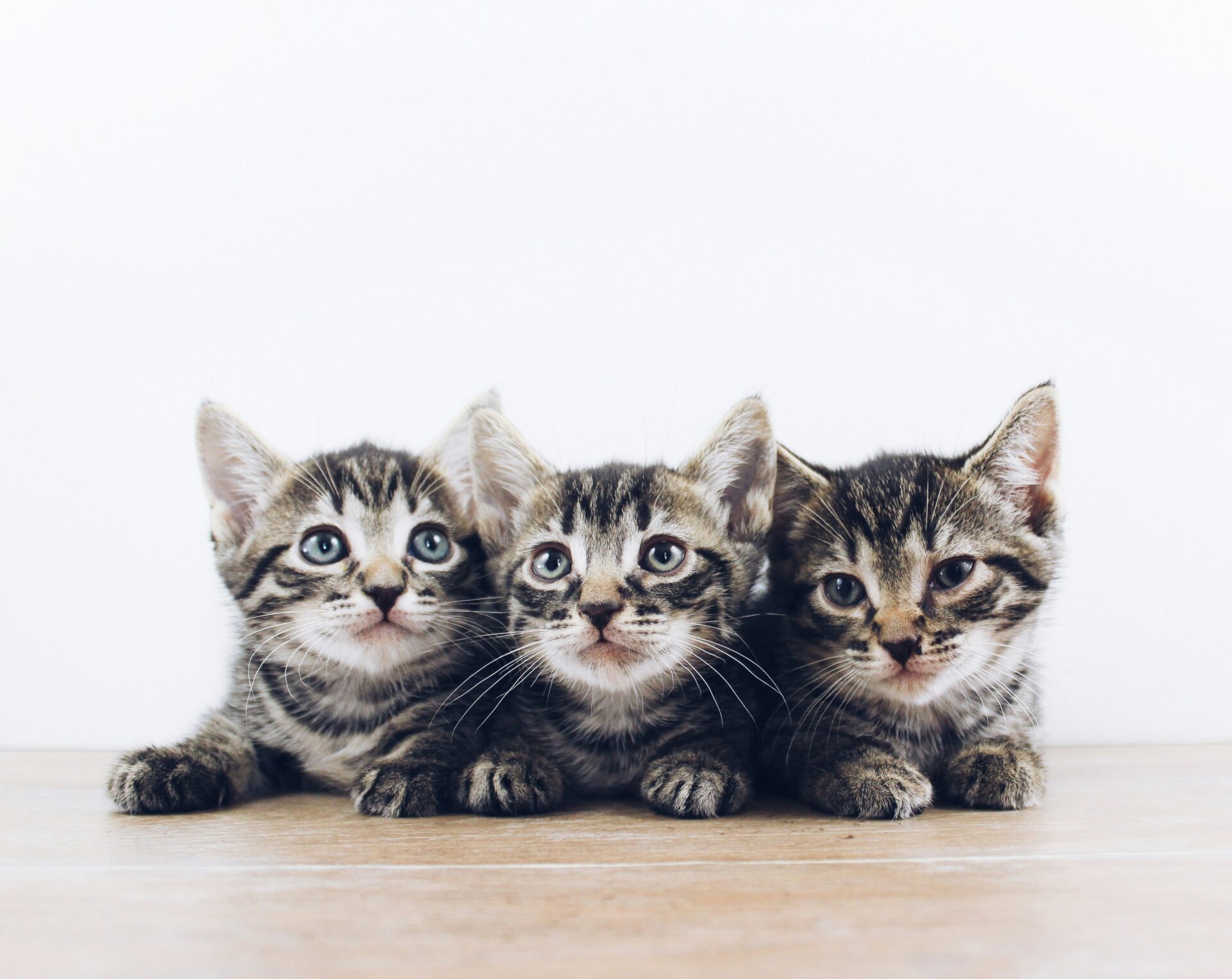 Multi-cannel marketing strategy with Clever Animal Marketing