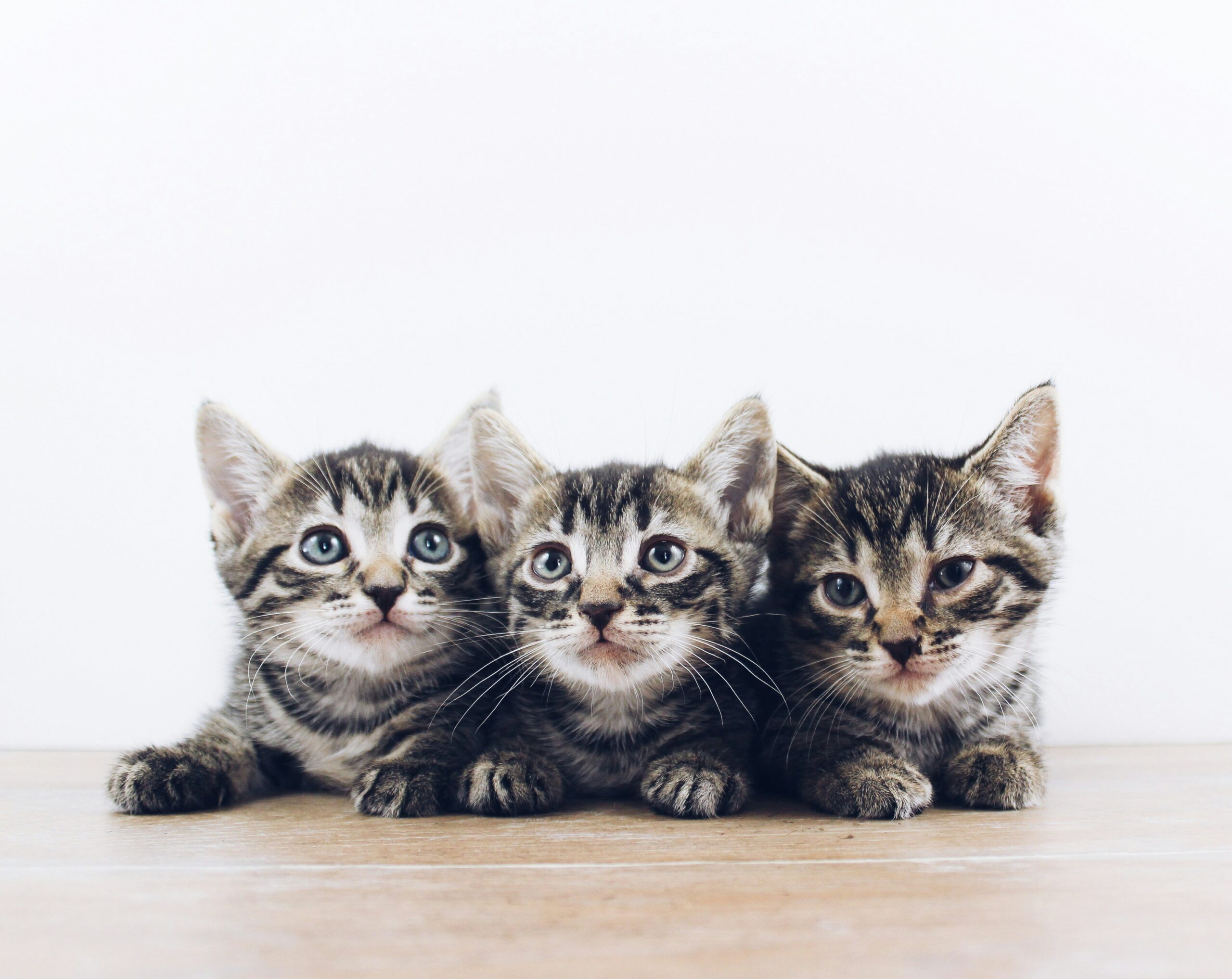 Multi-cannel marketing strategy with Clever Animal Marketing