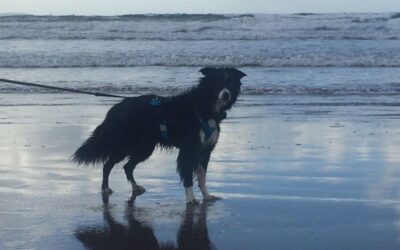 Loving Lightning: Life with a Fearful but Wonderful Dog