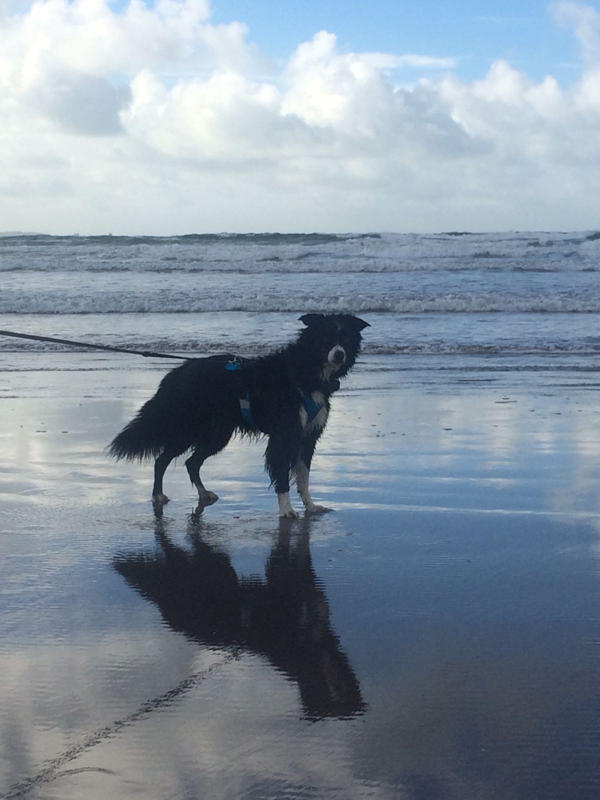 clever animal marketing