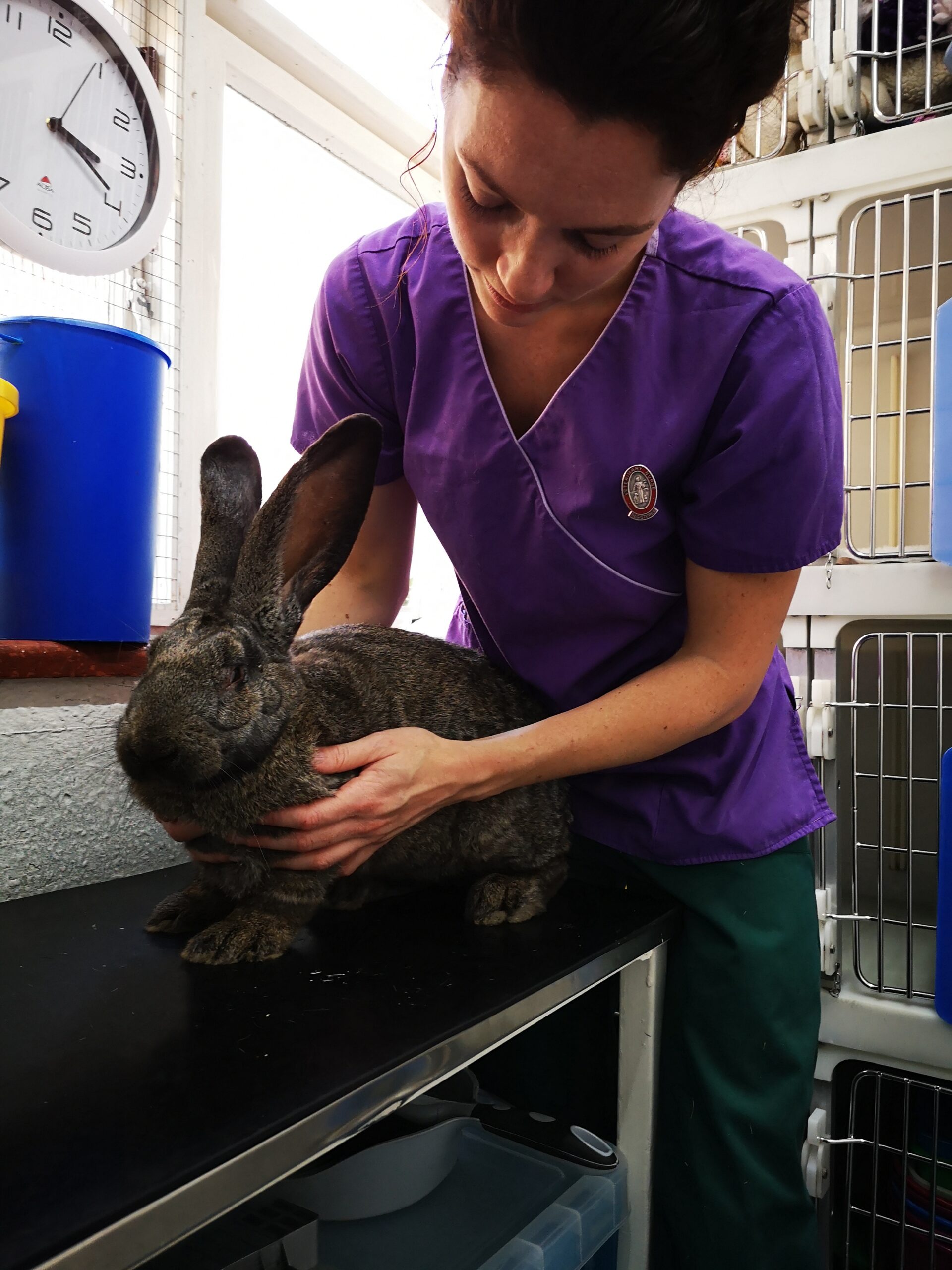 mental health in the veterinary industry