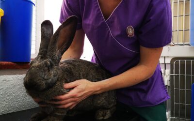 Mental Health in the UK Veterinary Industry: A Crisis That Can’t Be Ignored