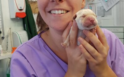 Wild and Wonderful Stories of a Registered Veterinary Nurse