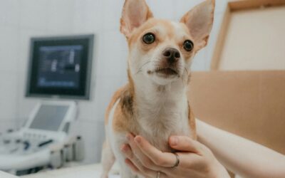 Is Your Email List an Untapped Goldmine? Why Every Vet Practice Needs Better Email Marketing in 2025