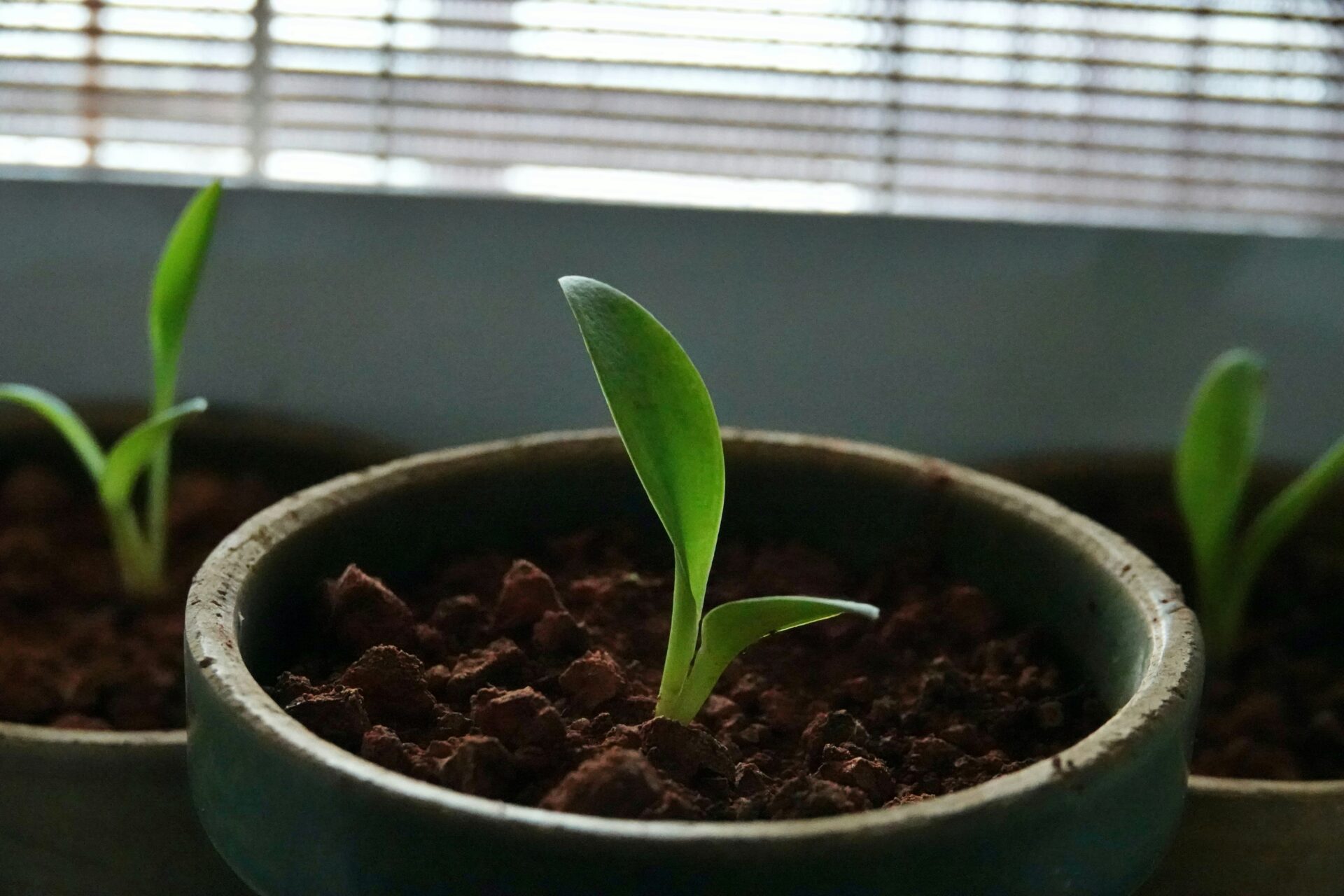 organic marketing growth