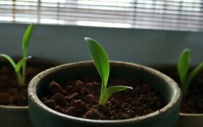 Organic Growth for Small Pet Businesses Is Slow—Here’s How to Make It Work