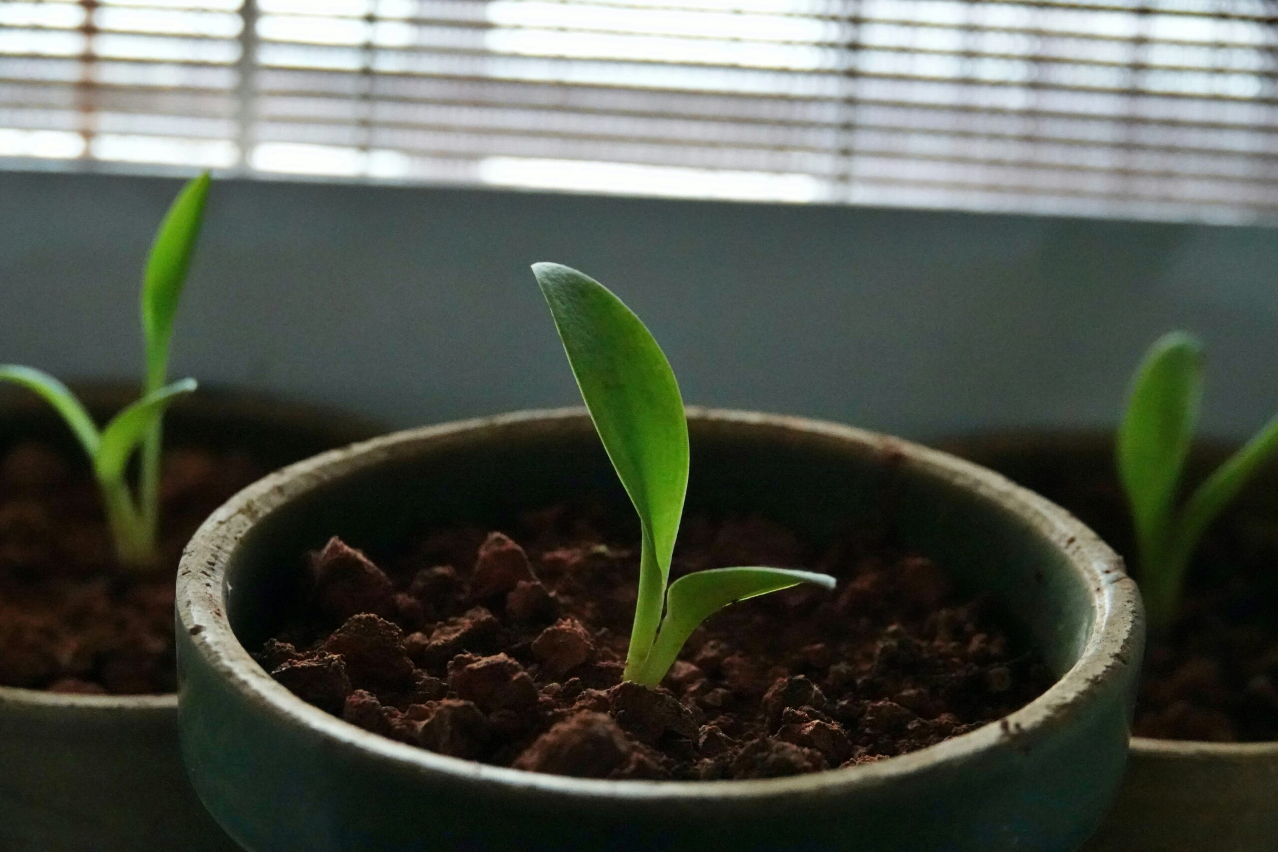 organic marketing growth