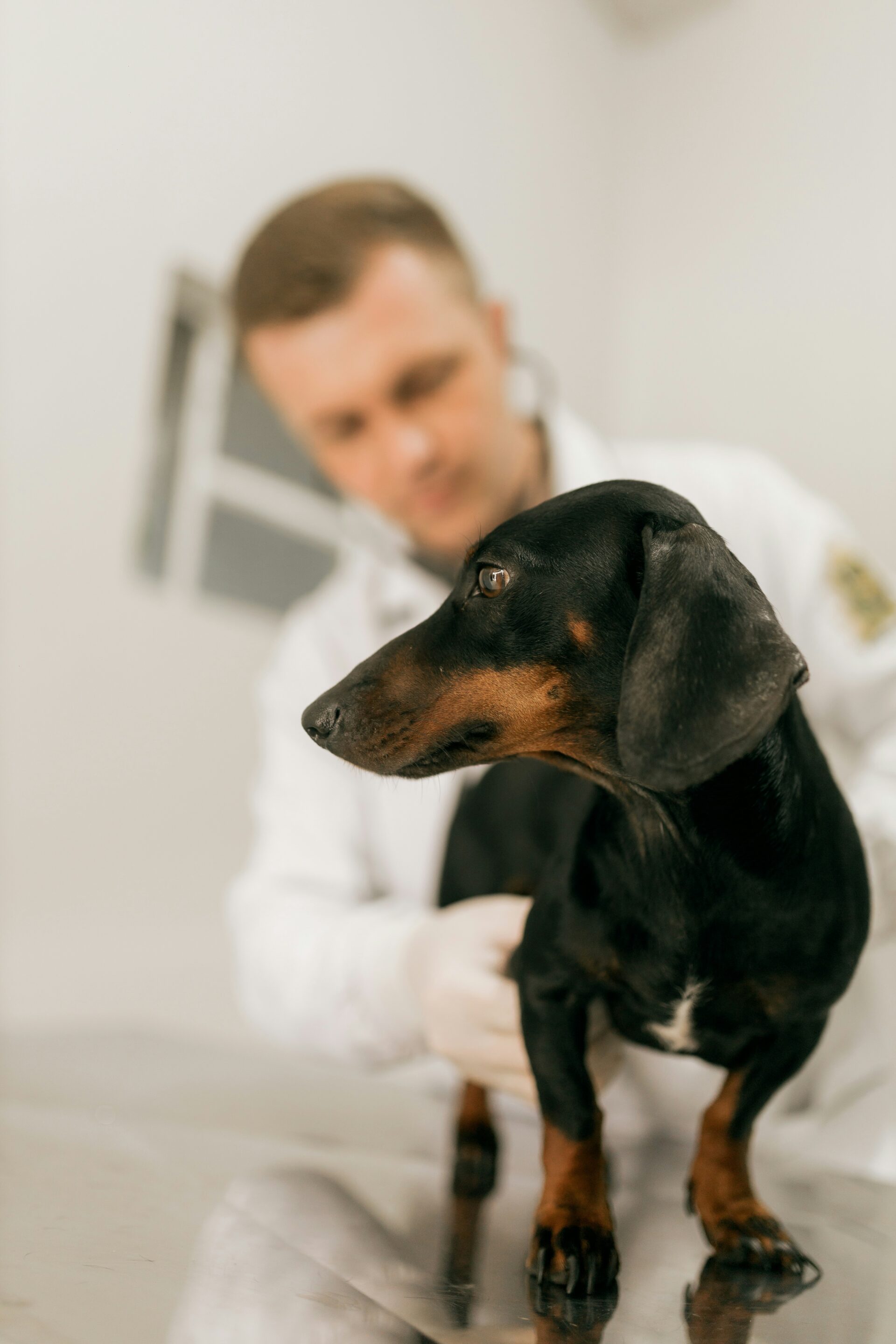7 ways vets can increase appointments in summer months
