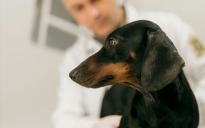 7 Ways Veterinary Practices Can Generate More Appointments During the Summer Slowdown