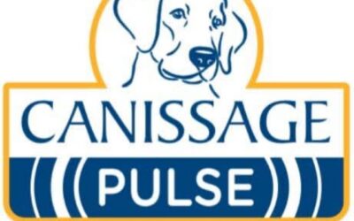 Case Study: Bespoke Competitor Insight Report for Canissage Pulse